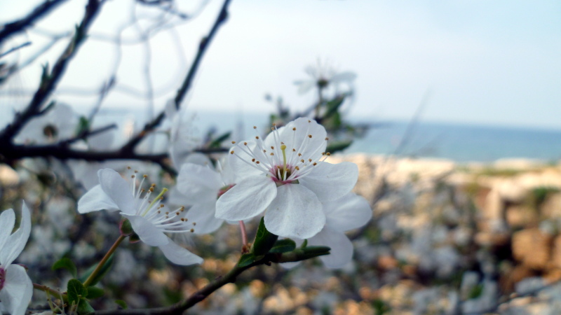 Blüte am Meer