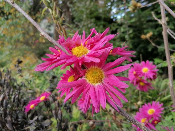 Die Blume braucht keine Ausgangssperre