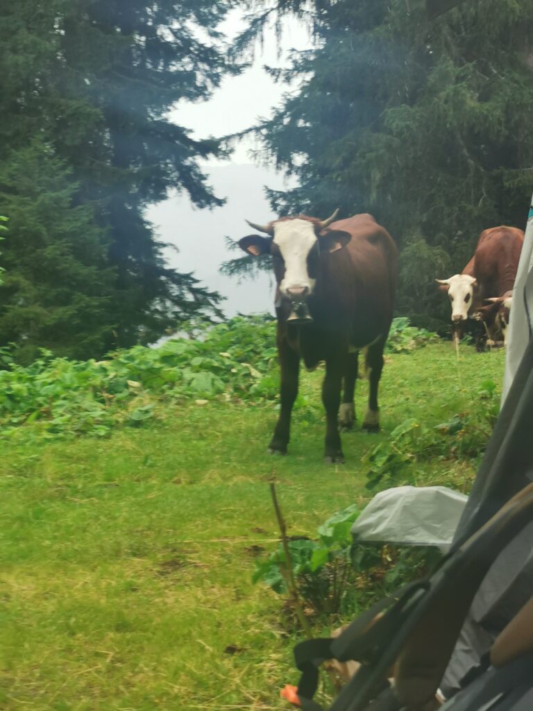 Unter dem Vordach von Kühen bedrängt