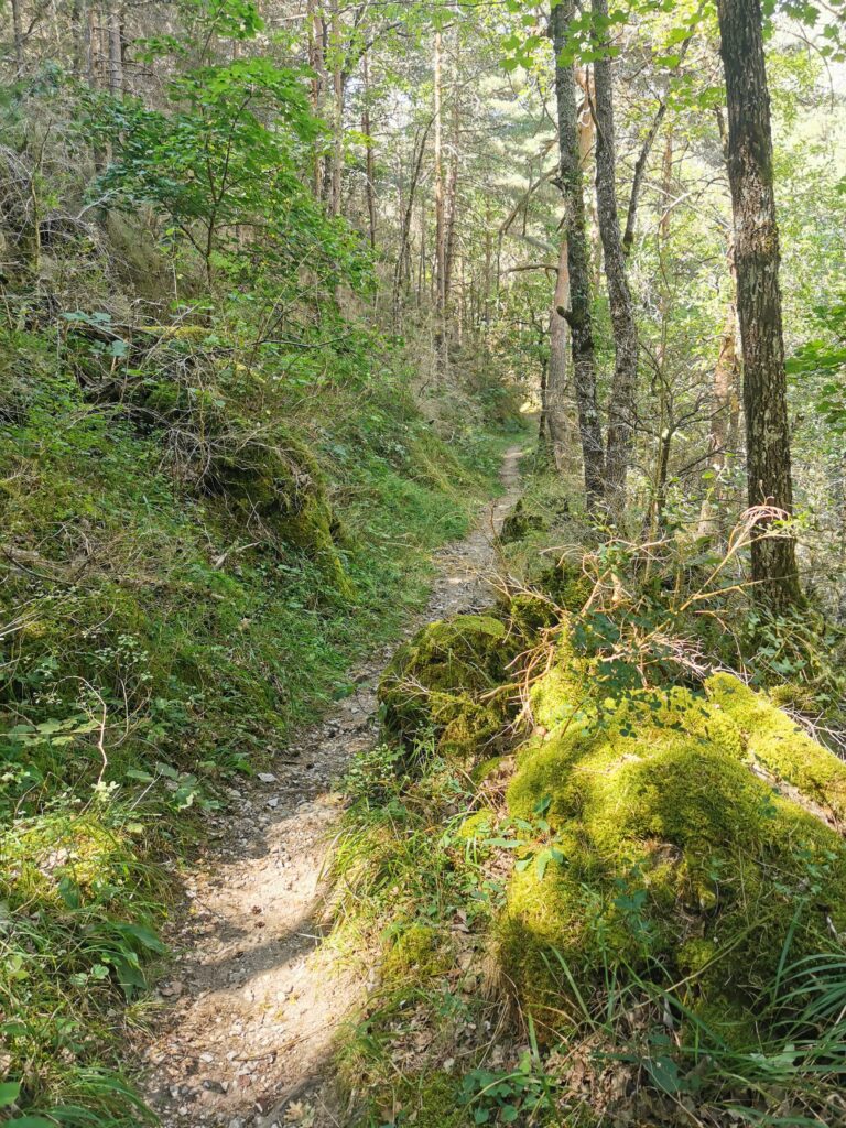 Waldwege entlang des Tarn, am Hexatrek