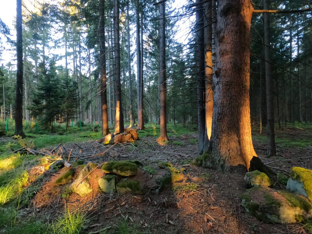 Waldbaden beruhigt das Gehirn